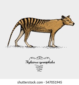 Tasmanian wolf Thylacinus cynocephalus engraved, hand drawn vector illustration in woodcut scratchboard style, vintage drawing australian extinct species.