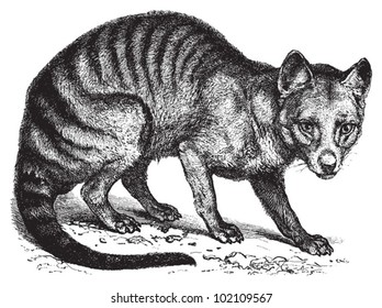 Tasmanian wolf (Thylacinus cynocephalus) / vintage illustration from Brockhaus Konversations-Lexikon 1908