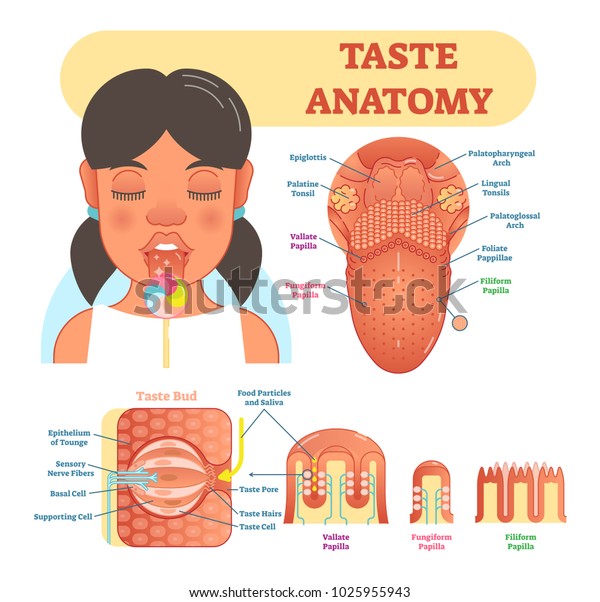 Taste\
anatomy vector illustration diagram, educational medical scheme\
with tongue, taste bud and papilla anatomy scheme.\
