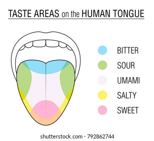 Taste areas of the human tongue - colored division with zones of taste buds for bitter, sour, sweet, salty and umami perception - educational, schematic vector illustration on white background.