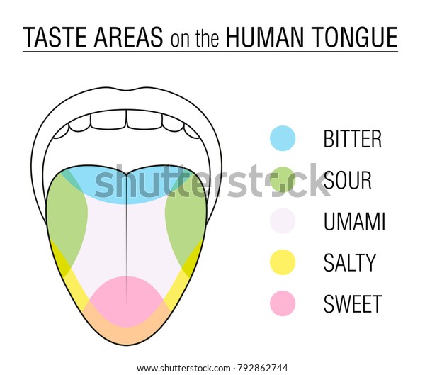 人間の舌の味覚領域 苦味 酸味 甘味 塩辛さ うまみの感覚の味覚帯が付いた色分割 白い背景に教育 回路図ベクターイラスト のベクター画像素材 ロイヤリティフリー