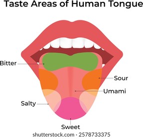 Taste Areas of the Human Tongue Design Vector Illustration