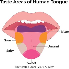 Taste Areas of the Human Tongue Design Vector Illustration