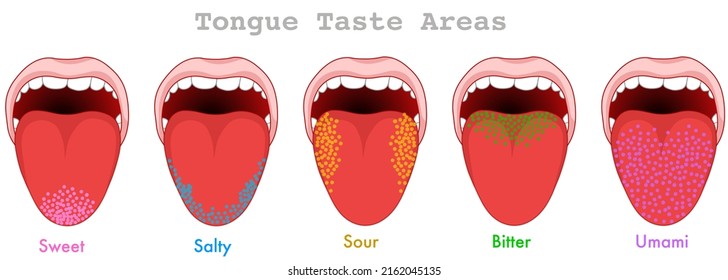 Taste areas. Human tongue map anatomy. Papillae receptors, point grainy zones diagram. Bitter, umami, sweet, sour, salty. Colorful, red, yellow, green, blue, purple fields. illustration draw vector