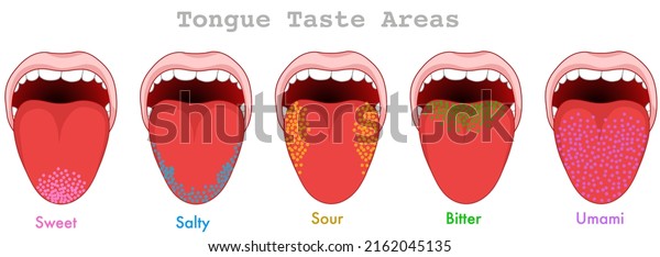 Taste Areas Human Tongue Map Anatomy Stock Vector (Royalty Free ...