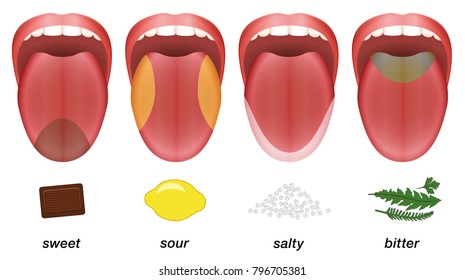 Taste areas of the human tongue - sweet, sour, salty and bitter represented by chocolate, lemon, salt and herbs.