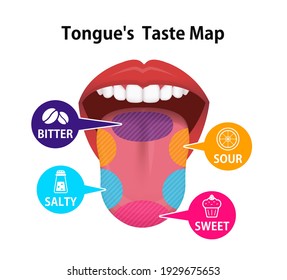 Taste areas of human tongue vector illustration