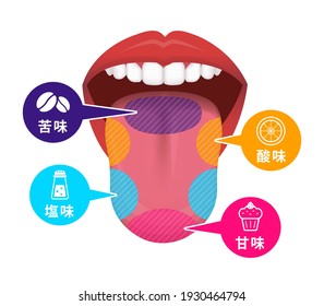 Taste areas of human tongue vector illustration.  Translation: Bitter, Salt, Sour, Sweet