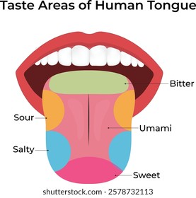 Taste Areas of the Tongue Design Vector Illustration