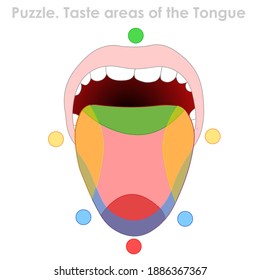 Taste areas of the tongue. Taste map diagram test. Colorful zones. Puzzle, riddle, bitter, sweet, sour, salty. Red yellow, green, blue points. Biology quiz illustration vector