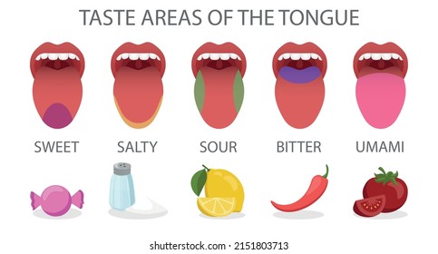Taste Areas Tongue Vector Illustration Stock Vector (Royalty Free ...