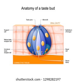 Taste bud. Mature and Immature taste Receptor, Support and Basal Cells, Epithelium Of tongue. Human Anatomy. Vector diagram for educational, biological, science and medical use