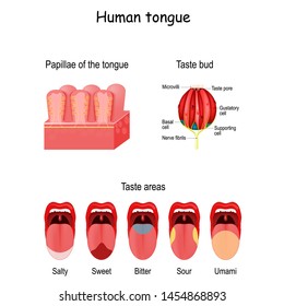 Taste bud and the papillae of the tongue. Human mouth  isolated on white background.  basic taste areas: sweet, salty, sour, bitter and umami. vector diagram for educational use