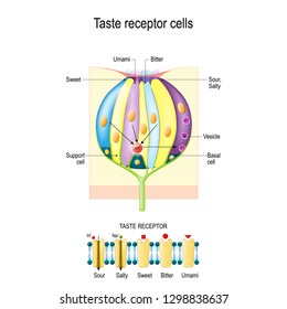 Taste bud with receptor cells. Types of Taste receptors. Cell membrane and ion channels for sour, salty, sweet, umami. This diagram above depicts the signal transduction pathway of the different taste