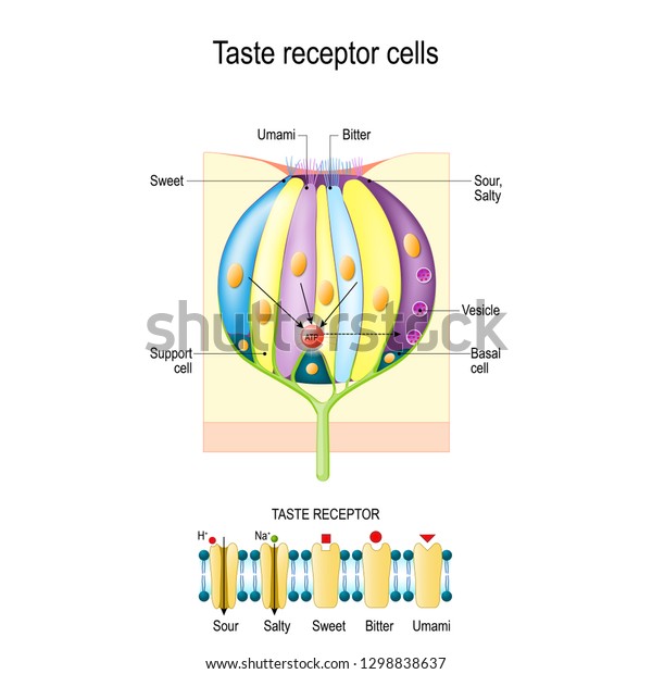 Taste bud with receptor cells. Types of Taste\
receptors. Cell membrane and ion channels for sour, salty, sweet,\
umami. This diagram above depicts the signal transduction pathway\
of the different taste