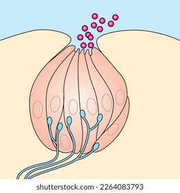 
Vector de brote, receptor, vector celular