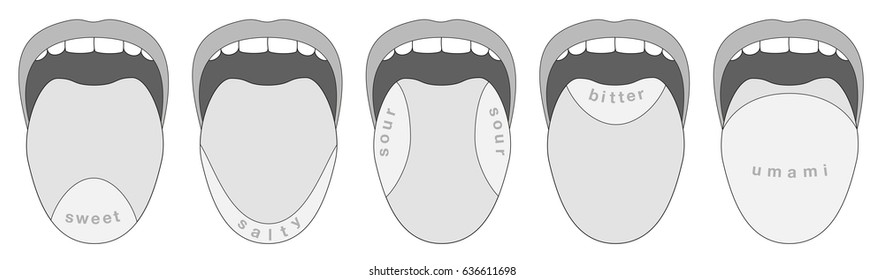 Taste buds areas of the human tongue - sweet, salty, sour, bitter, umami - isolated grayscale vector illustration on white background.