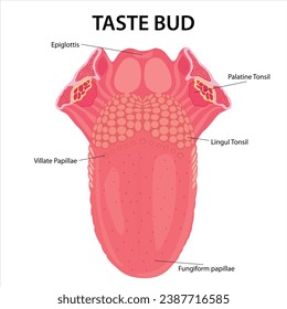 Taste buds illustration cross section