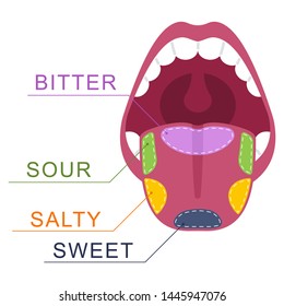Taste buds on the tongue: salty, sweet, sour, bitter. Human mouth vector cartoon illustration isolated on a white background.