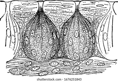 Taste buds., showing three different size of image in taste buds in it, showing two taste buds in all three images, vintage line drawing or engraving 