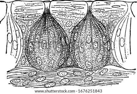 Taste buds., showing three different size of image in taste buds in it, showing two taste buds in all three images, vintage line drawing or engraving  Stock photo © 