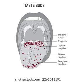 El sabor se deduce, los sitios de los finales nerviosos del sentido del gusto en la lengua, ilustración vectorial. Boca humana y lengua. 