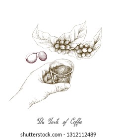 The Taste of Coffee, Illustration Hand Drawn Sketch of Hand Holding A Shot of Espresso with Coffee Cherries on The Branch Isolated on A White Background.