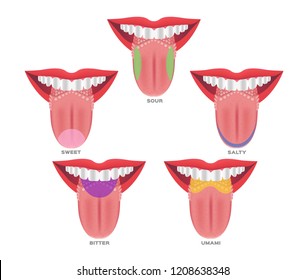 Taste map of the tongue with its four taste areas - bitter, sour, sweet and salty. Tonge anatomy . vector