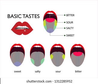 Taste map of the tongue with its four taste areas - bitter, sour, sweet and salty. Taste areas of the human tongue. Tongue with four different taste areas