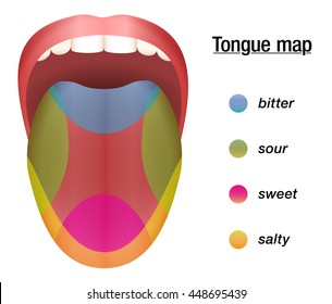 Taste map of the tongue with its four taste areas - bitter, sour, sweet and salty.