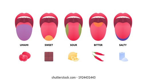 Taste scheme concept. Vector flat modern color illustration. Tongue with lips. Mouth tasty sense symbol. Umami tomato, sweet chocolate, sour lemon, bitter pepper, salty zone symbol.