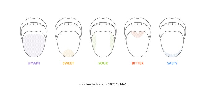 Taste Scheme Concept. Vector Flat Modern Color Illustration. Tongue With Lips. Mouth Tasty Sense Symbol. Umami, Sweet, Sour, Bitter, Salty Outline Icon Set.