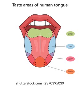 Taste zones of the human tongue structure diagram schematic vector illustration. Medical science educational illustration