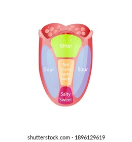 Taste zones on tongue. Green bitter sensation receptor with blue sour red sweet and salty flavor on soft anatomical vector papillae.