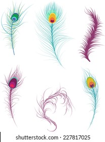 Tasteful Decorative Feathers collection, vector illustration.