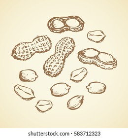 Tasty Arachis hypogaea pod isolated on white backdrop. Freehand outline ink hand drawn picture sketchy in vintage scribble style pen on paper. Closeup view