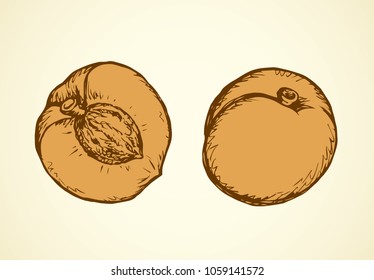 Tasty big fresh sappy pip cherry plum isolated on white backdrop. Freehand outline brown ink hand drawn logo emblem sketchy in art retro scrawl style pen on paper. View closeup and space for text