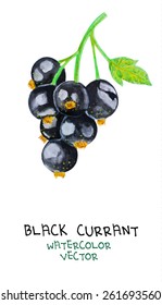 tasty black currant isolated on white. Watercolor illustration. Vector version