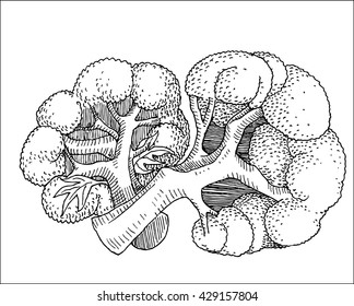 tasty cauliflower vector drawing illustration, in hand drawn sketch style, for vegetables food market design 