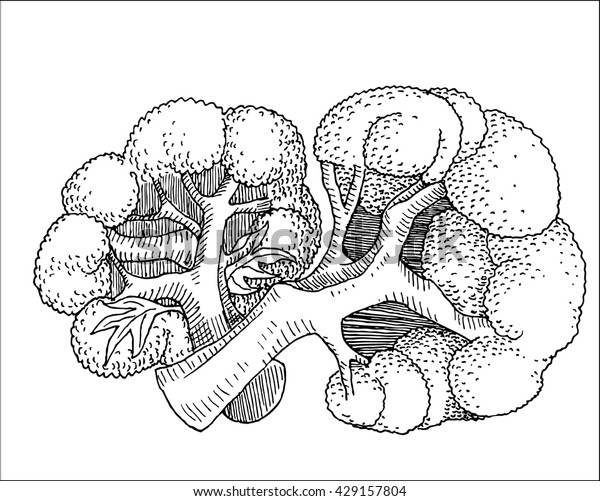 Tasty Cauliflower Vector Drawing Illustration Hand Stock Vector
