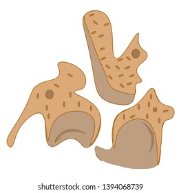 Tasty cracker cookie with different shapes vector color drawing or illustration