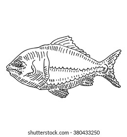 Tasty delicious fish seafood sketch  drawing. Vintage line style illustration. 
For animal, restaurant and  cafe design
