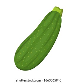 Tasty green zucchini vector illustration