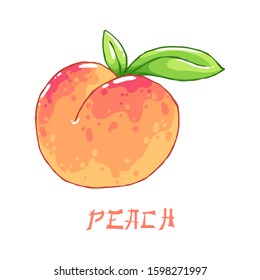 Tasty juicy spring ripe orange peach.  Organic fruit. Green leaves. Decorative style. Hand drawn. Isolated clipart set.