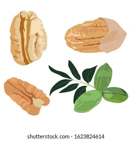 Tasty pecan nut, whole nuts in skins and pecan halves peeled, dried pecans set, close up. on white background. Vector stock illustration in the shell, not ripe, ripe with kernels and seeds.