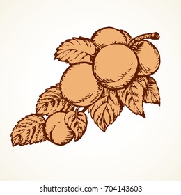 Tasty ripe fresh sappy prune fruitful on tree twig. Freehand linear ink hand drawn picture logo sketchy in art retro doodle style pen on paper. View closeup with space for text on white sky backdrop