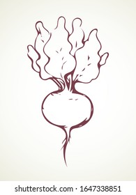 Tasty ripe juicy raw fresh red raphanus isolated on white backdrop. Freehand outline black ink hand drawn logo emblem sketchy in retro art scribble style pen on paper. Closeup view with space for text