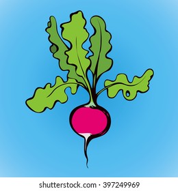 Tasty ripe juicy raw fresh sappy pink raphanus isolated on blue backdrop. Freehand vivid color hand drawn symbol sign sketchy in retro art scribble style. Closeup view with space for text