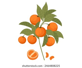 Tasty tropic mandarin orange fruit citrus family with leaves vector illustration on white background