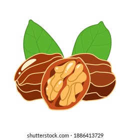 Tasty Walnuts and cracked walnut with green leaves in cartoon style isolated on white background. Vector illustration